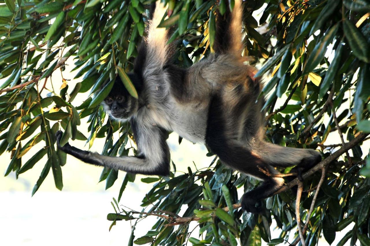 ホテル Ecobiosfera カテマコ エクステリア 写真