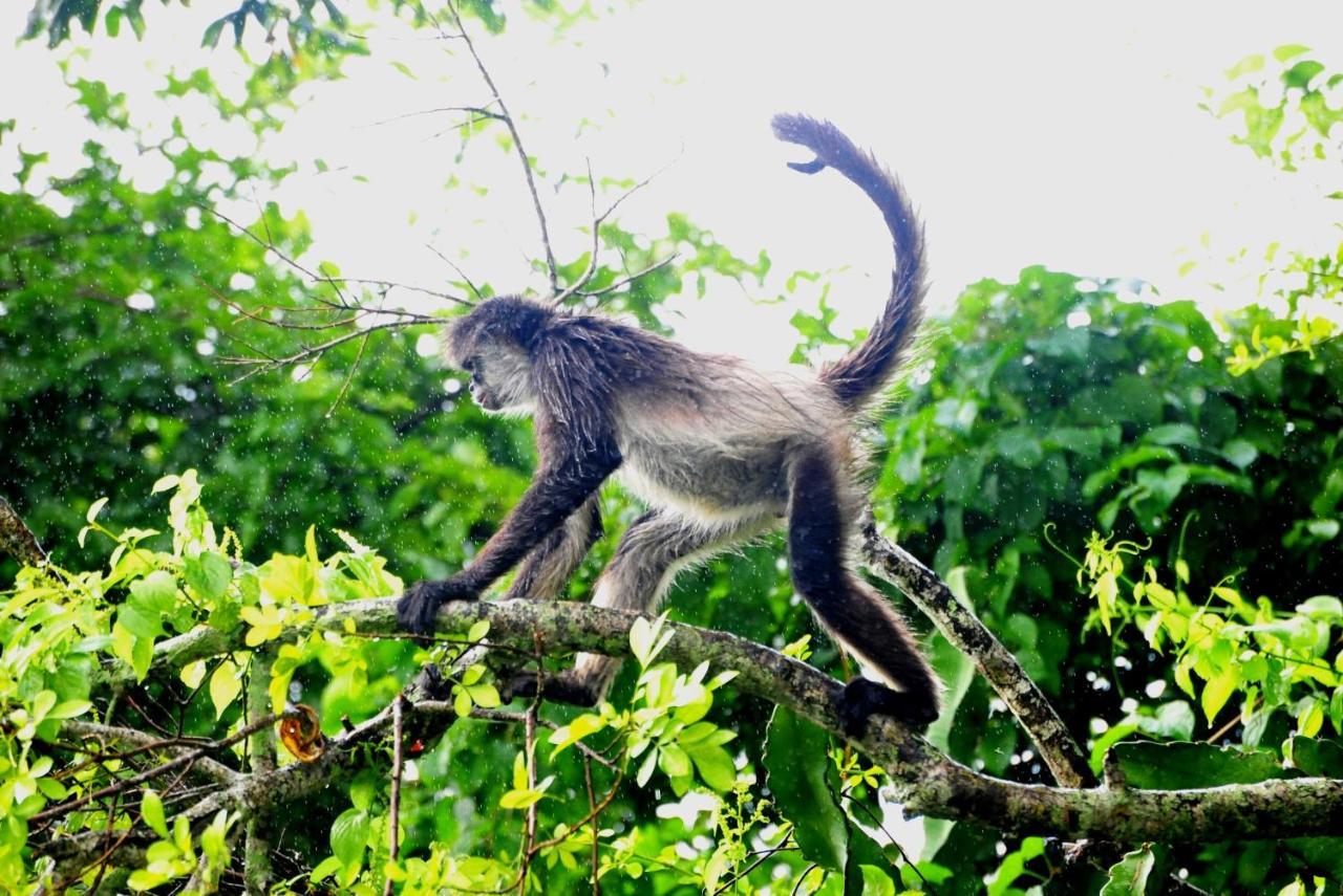 ホテル Ecobiosfera カテマコ エクステリア 写真